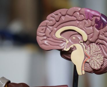 Cortex orbitofrontal : Le Chef d’Orchestre de Vos Décisions et Émotions